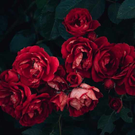 cropped-pexels-photo-1233414